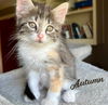 adoptable Cat in houston, TX named Autumn #one-big-happy-litter