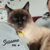 adoptable Cat in  named Sesame #loves-slowly-&-deeply
