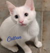 adoptable Cat in  named Cotton