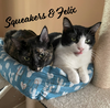 Felix & Squeakers #bonded-pair - Photo 1
