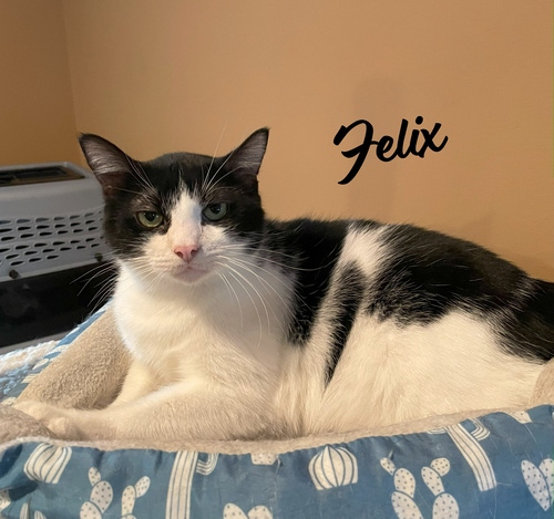 FELIX & SQUEAKERS #BONDED-PAIR - Tuxedo / Tortoiseshell available for adoption