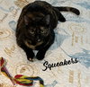 Felix & Squeakers #bonded-pair - Photo 3