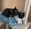 Felix & Squeakers #bonded-pair - Photo 4