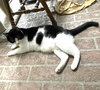 Felix & Squeakers #bonded-pair - Photo 5