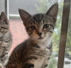 Luna #sister-of-Clover - Photo 14