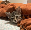 Luna #sister-of-Clover - Photo 15
