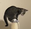 Luna #sister-of-Clover - Photo 16