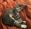 Luna #sister-of-Clover - Photo 12