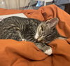 Luna #sister-of-Clover - Photo 17