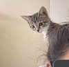 Luna #sister-of-Clover - Photo 8