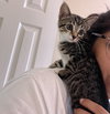 Luna #sister-of-Clover - Photo 13