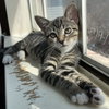 Luna #sister-of-Clover - Photo 11