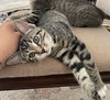 Luna #sister-of-Clover - Photo 7