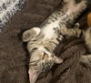 Luna #sister-of-Clover - Photo 10