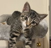 Luna #sister-of-Clover - Photo 9