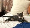 Luna #sister-of-Clover - Photo 2