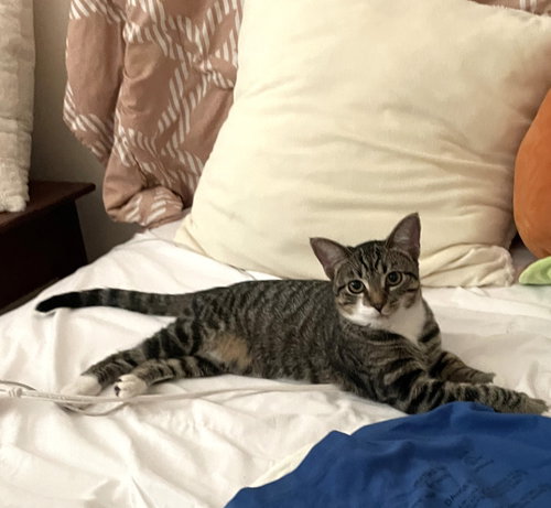 LUNA #SISTER-OF-CLOVER - Tabby available for adoption