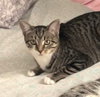 Luna #sister-of-Clover - Photo 3