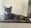 Luna #sister-of-Clover - Photo 4