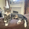 Luna #sister-of-Clover - Photo 5
