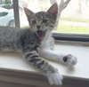 Clover #sister-of-Luna - Photo 15