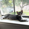 Clover #sister-of-Luna - Photo 14