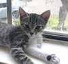 Clover #sister-of-Luna - Photo 12