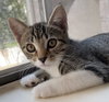 Clover #sister-of-Luna - Photo 17