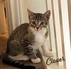 Clover #sister-of-Luna - Photo 8