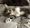 Clover #sister-of-Luna - Photo 9