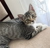 Clover #sister-of-Luna - Photo 13