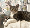 Clover #sister-of-Luna - Photo 2