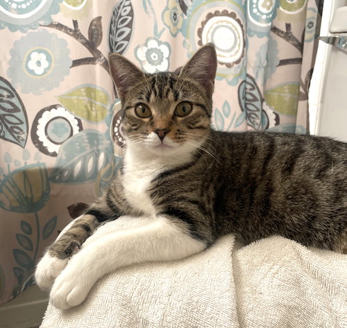 CLOVER #SISTER-OF-LUNA - Tabby available for adoption