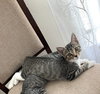 Clover #sister-of-Luna - Photo 5