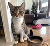 Clover #sister-of-Luna - Photo 3