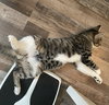 Clover #sister-of-Luna - Photo 6