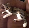 Clover #sister-of-Luna - Photo 7