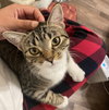 Clover #sister-of-Luna - Photo 4