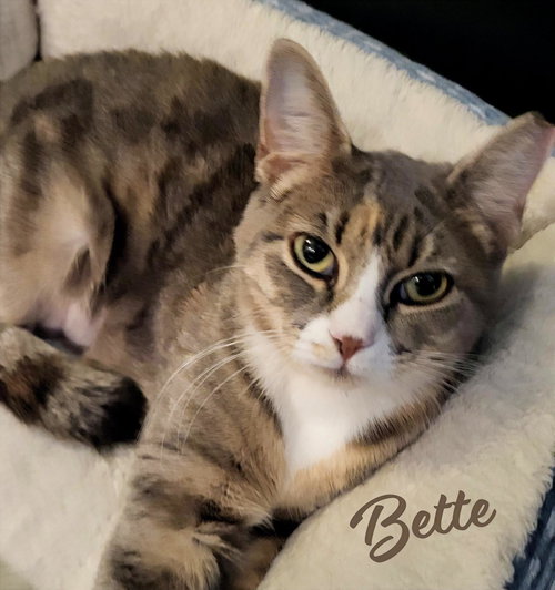 Bette #Davis-eyes, an adoptable Tortoiseshell in HOUSTON, TX
