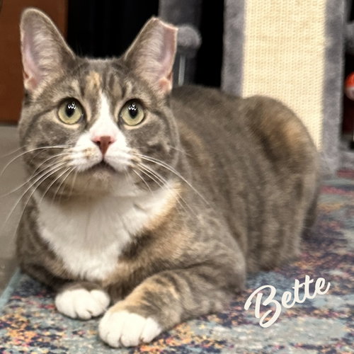 Bette #Davis-eyes, an adoptable Tortoiseshell in HOUSTON, TX