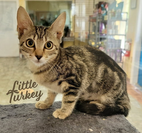 LITTLE TURKEY #BUFFET-BUNCH - Tabby / Domestic Short Hair available for adoption