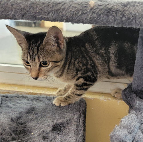 LITTLE TURKEY #BUFFET-BUNCH - Tabby / Domestic Short Hair available for adoption