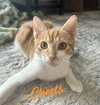Cheets #bonded-to-Cheeto - Photo 1