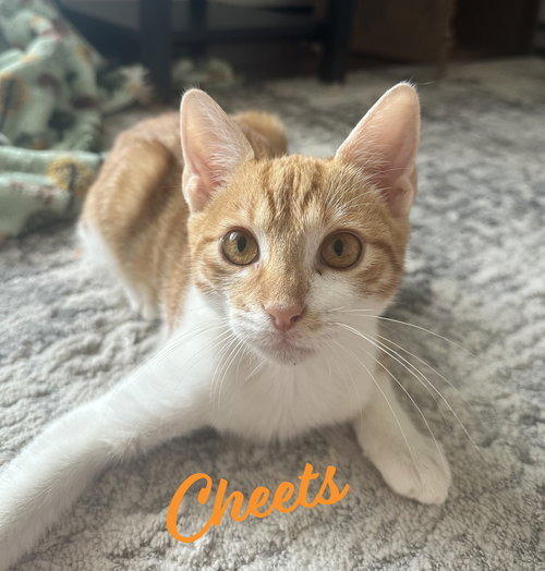 CHEETS #BONDED-TO-CHEETO - Tabby available for adoption
