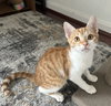 Cheets #bonded-to-Cheeto - Photo 2