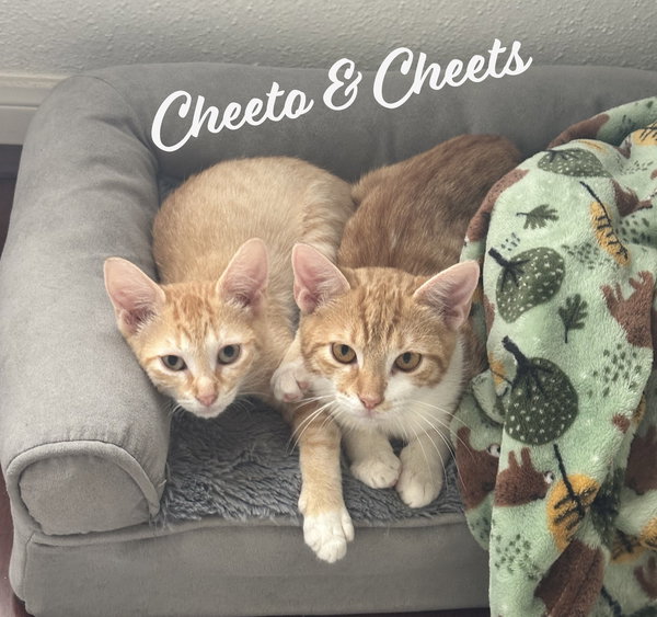 Cheets #bestie-of-Cheeto