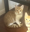 Cheets #bonded-to-Cheeto - Photo 3