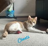 Cheets #bestie-of-Cheeto - Photo 1