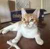 Cheets #bestie-of-Cheeto - Photo 2