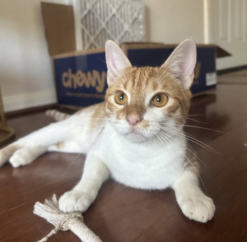 CHEETS #BESTIE-OF-CHEETO - Tabby available for adoption